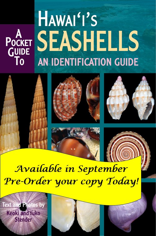 Pocket Guide to Hawaii's Seashells
