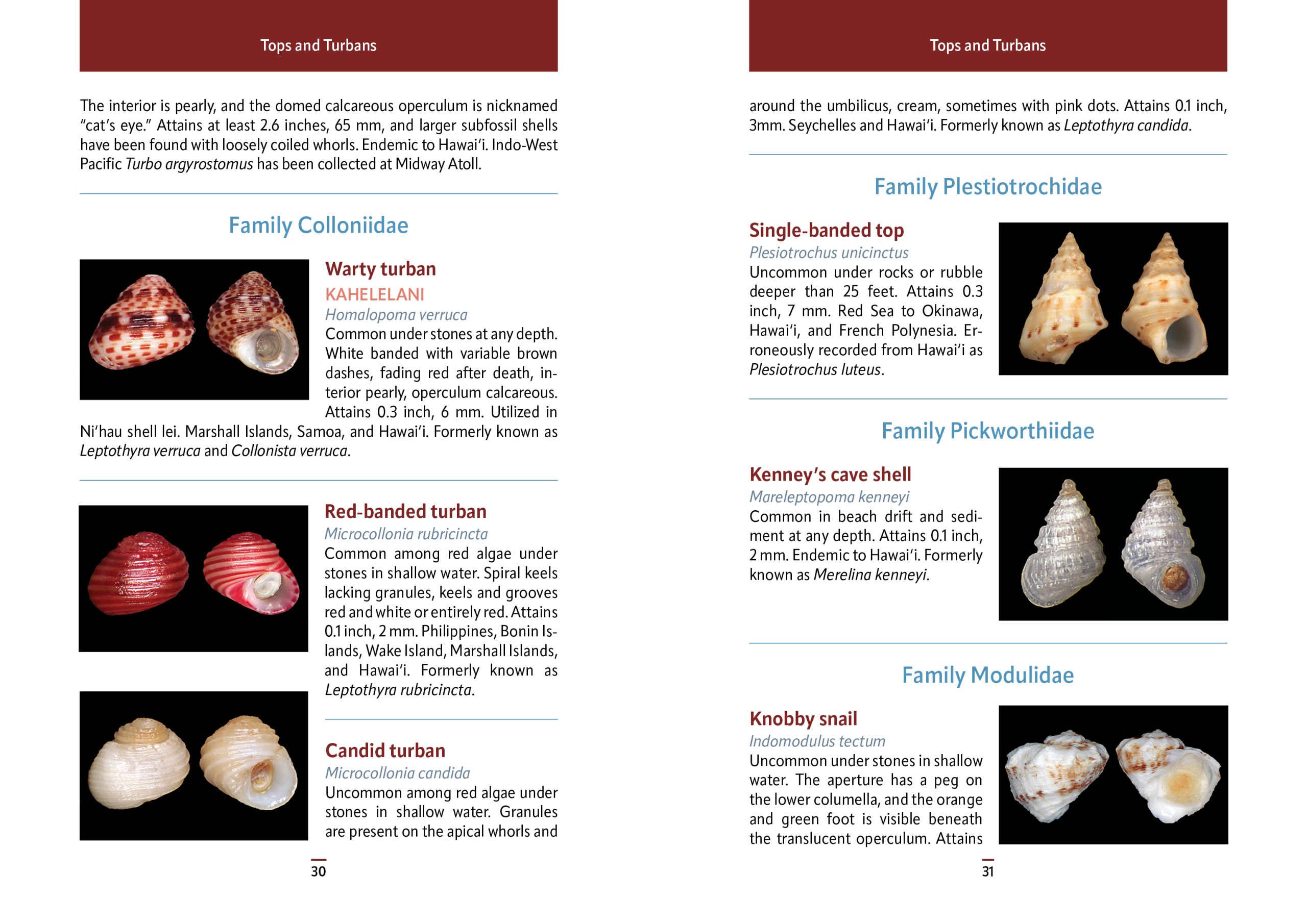 Pocket Guide to Hawaii's Seashells - Image 3