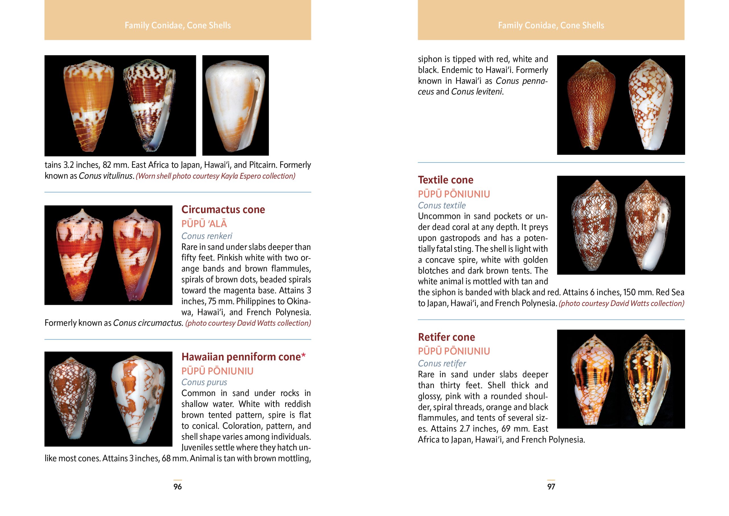 Pocket Guide to Hawaii's Seashells - Image 4