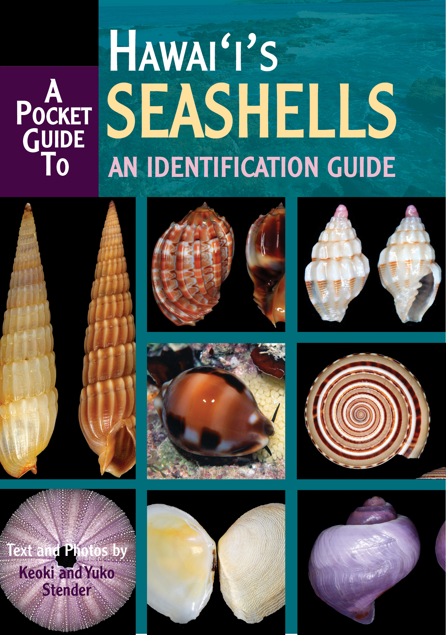 Pocket Guide to Hawaii's Seashells - Image 2